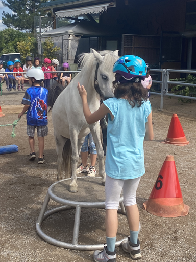 Minipferde erleben 2025
