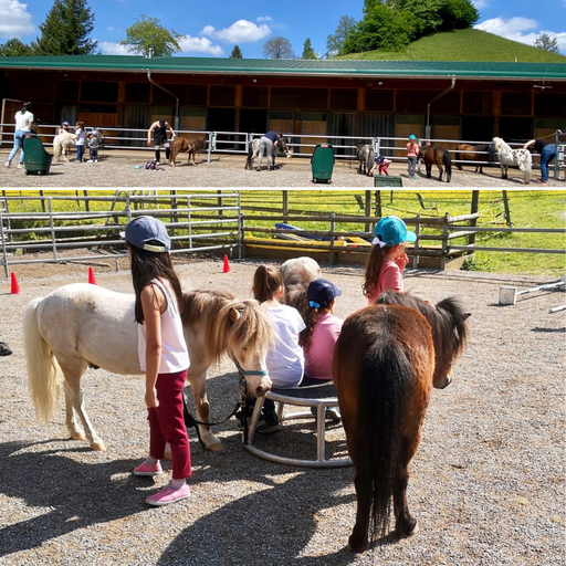 Minipferde erleben 2025